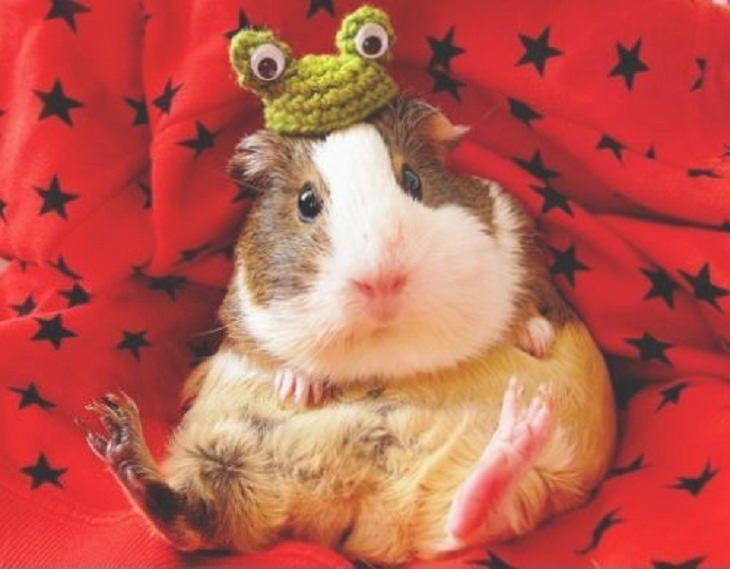 a hamster in a knitted frog hat