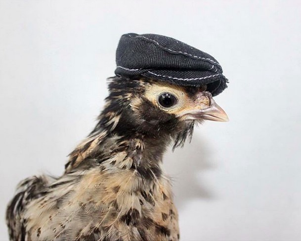 a baby chicken wearing a hat