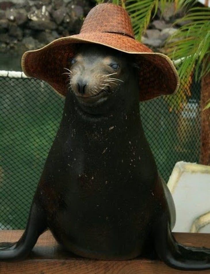 a sea lion wearing a straw hat