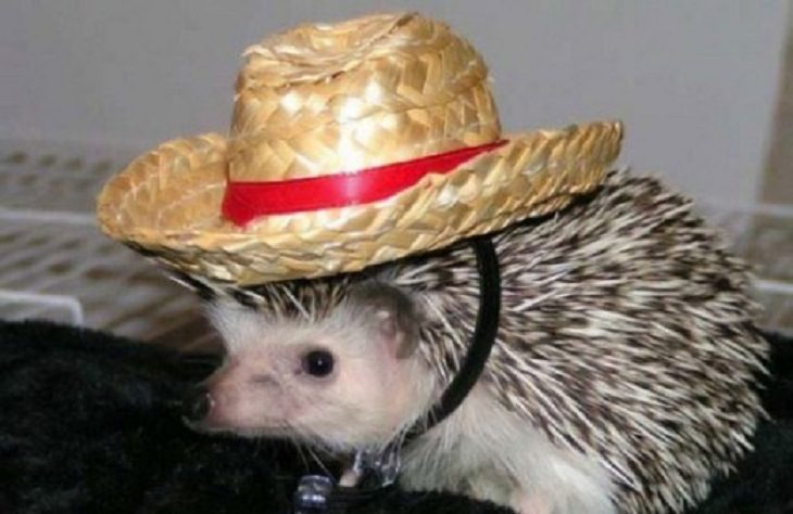 a hedgehog wearing a straw hat