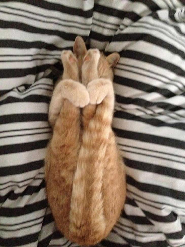 funny flexible cats