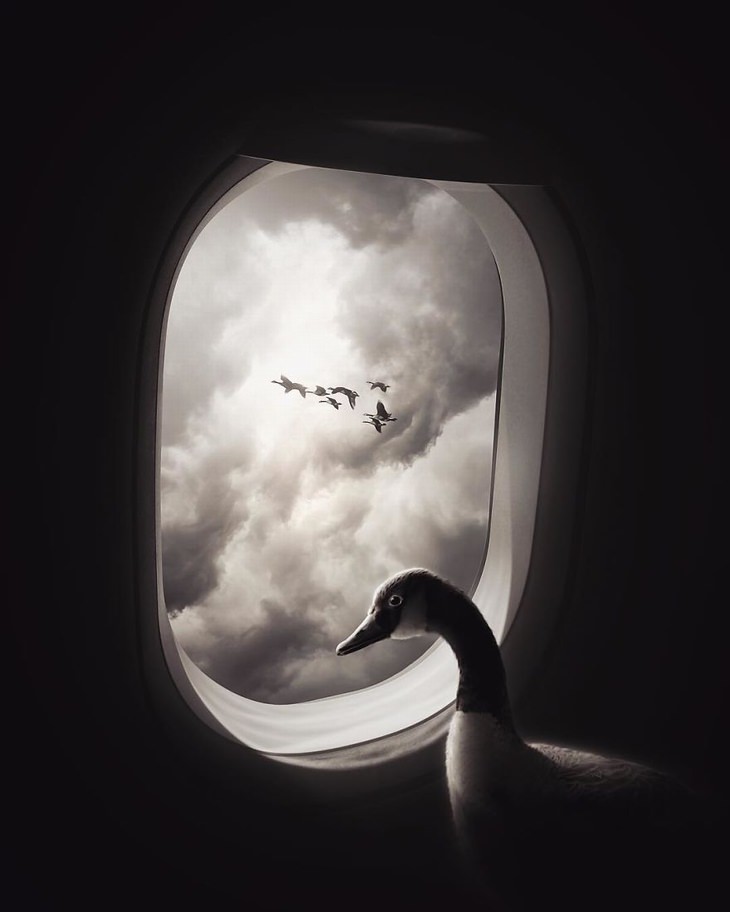 Zulkarnain Ismail Duck on a Plane