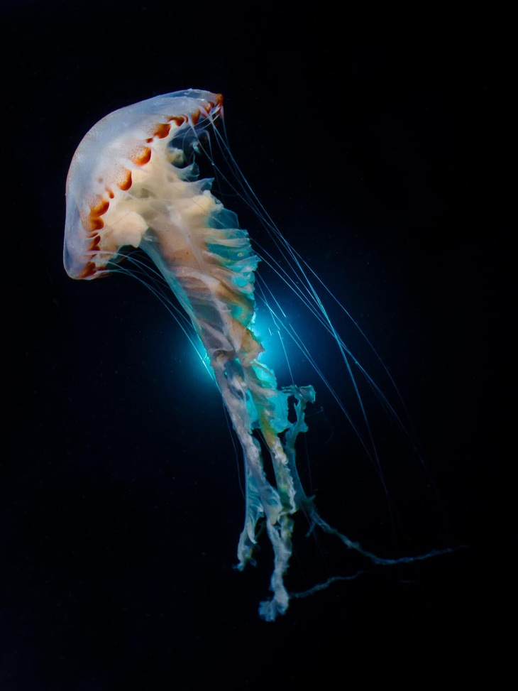 ocean photos competition dancing jellyfish