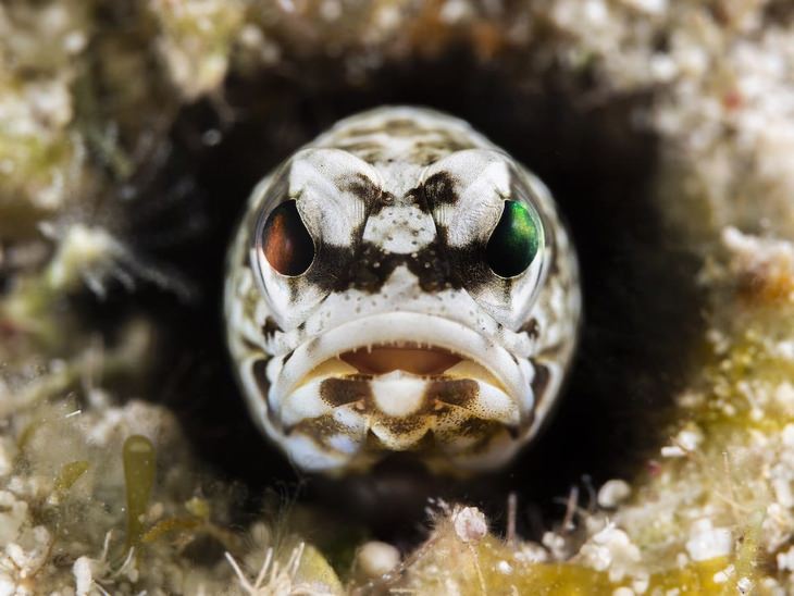 ocean photos competition face to face