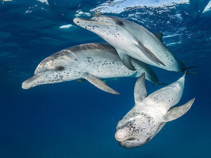 ocean photos competition atlantic spotted dolphins