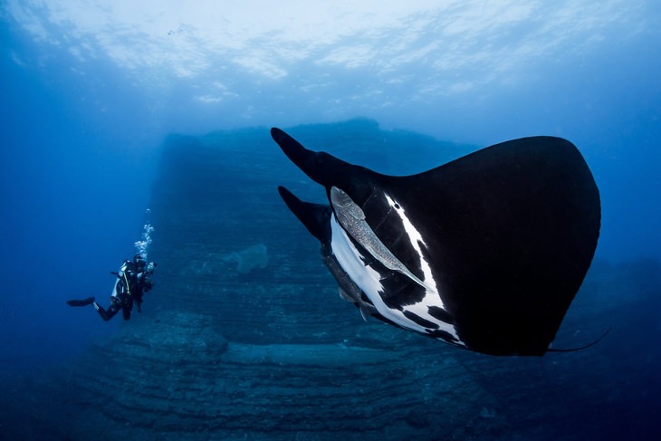 ocean photos competition special encounter