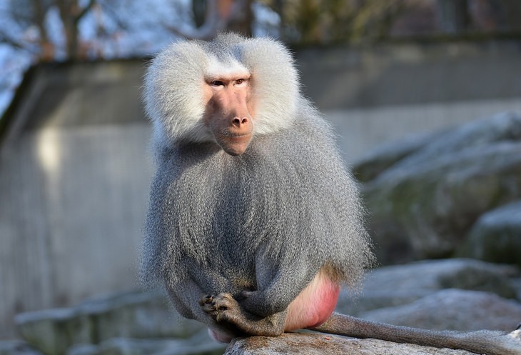 a male baboon