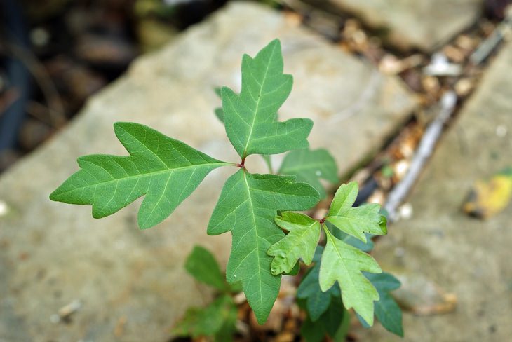 posion ivy