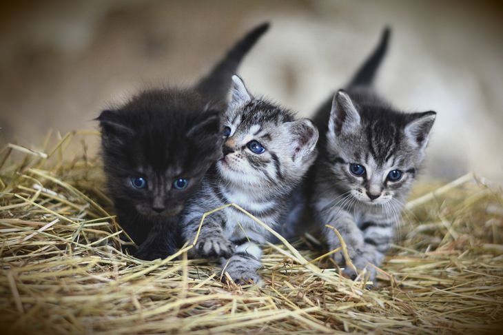 cute kittens