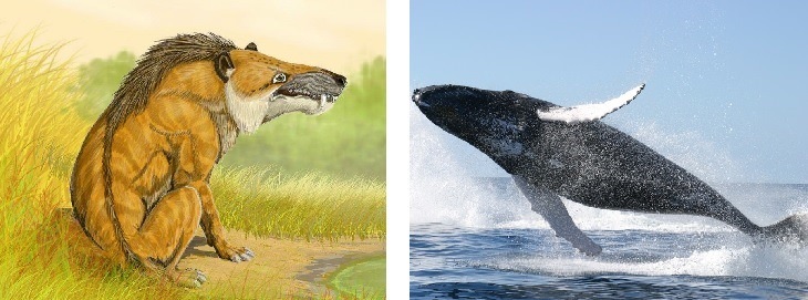 whales vs Andrewsarchus