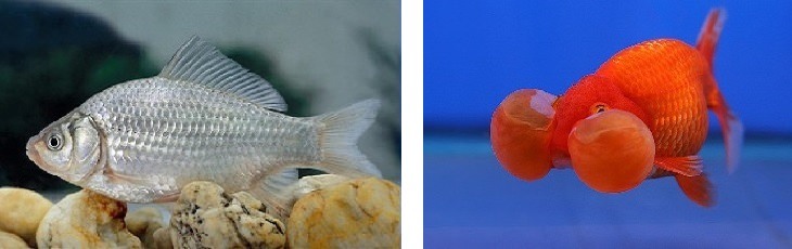 goldfish vs Prussian carp