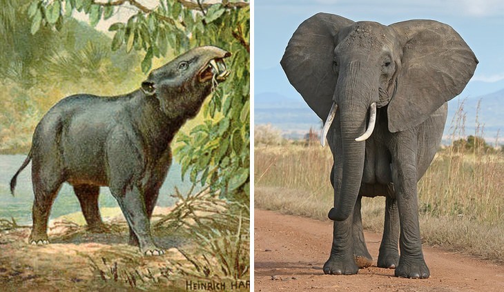 how 15 animals evolved over time