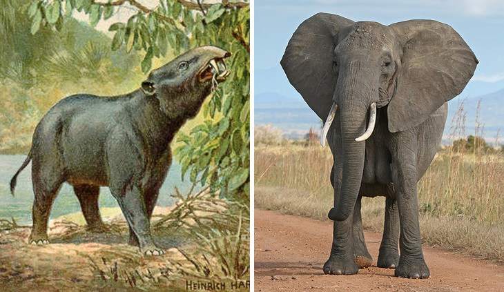 Moeritherium vs elephants