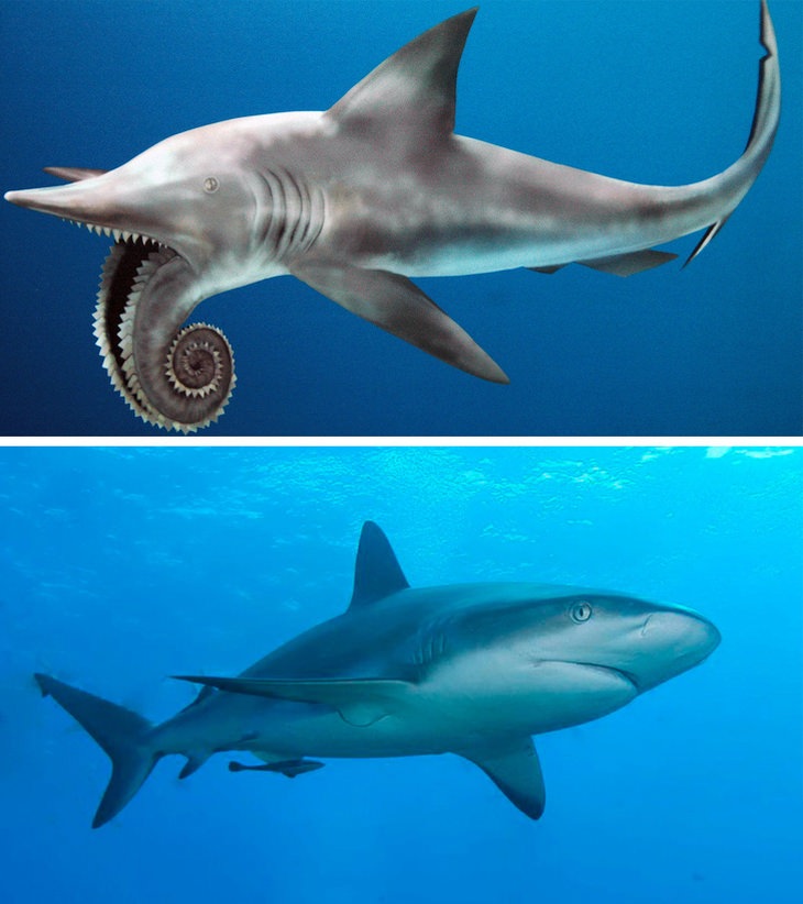 Helicoprion vs sharks