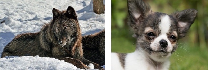 dogs vs wolves