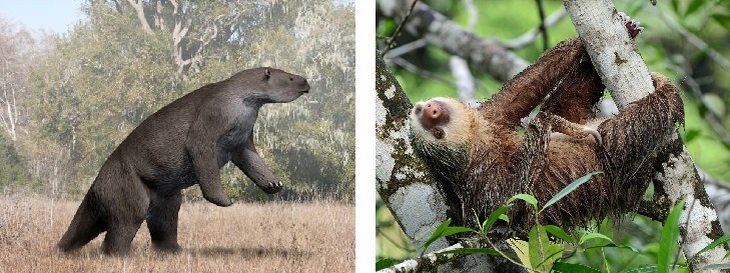 sloths vs Megatherium