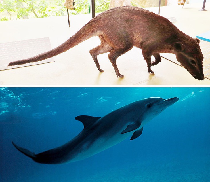 Indohyus vs dolphins