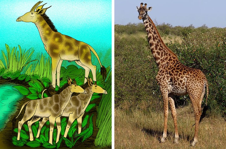 Samotherium vs giraffes