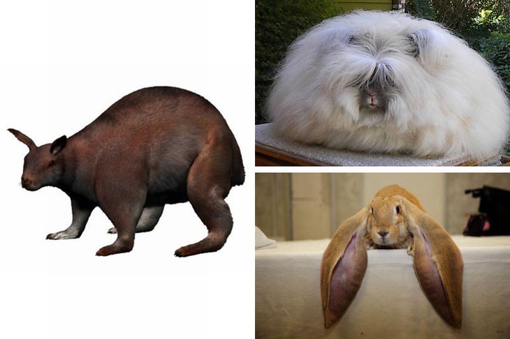 rabbits vs Nuralagus