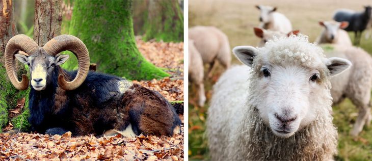 Mouflons vs sheep