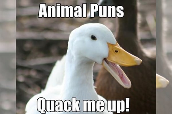 Animal puns