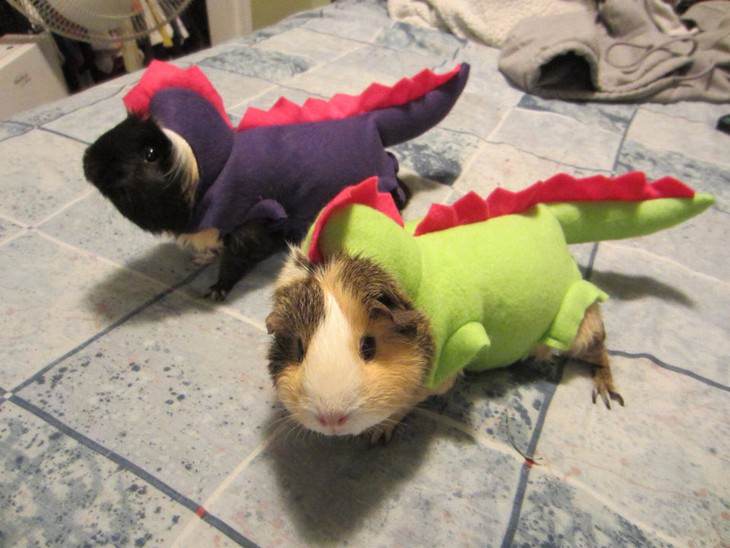 Photos of Pets Wearing the Cute Costumes dino guinea pigs