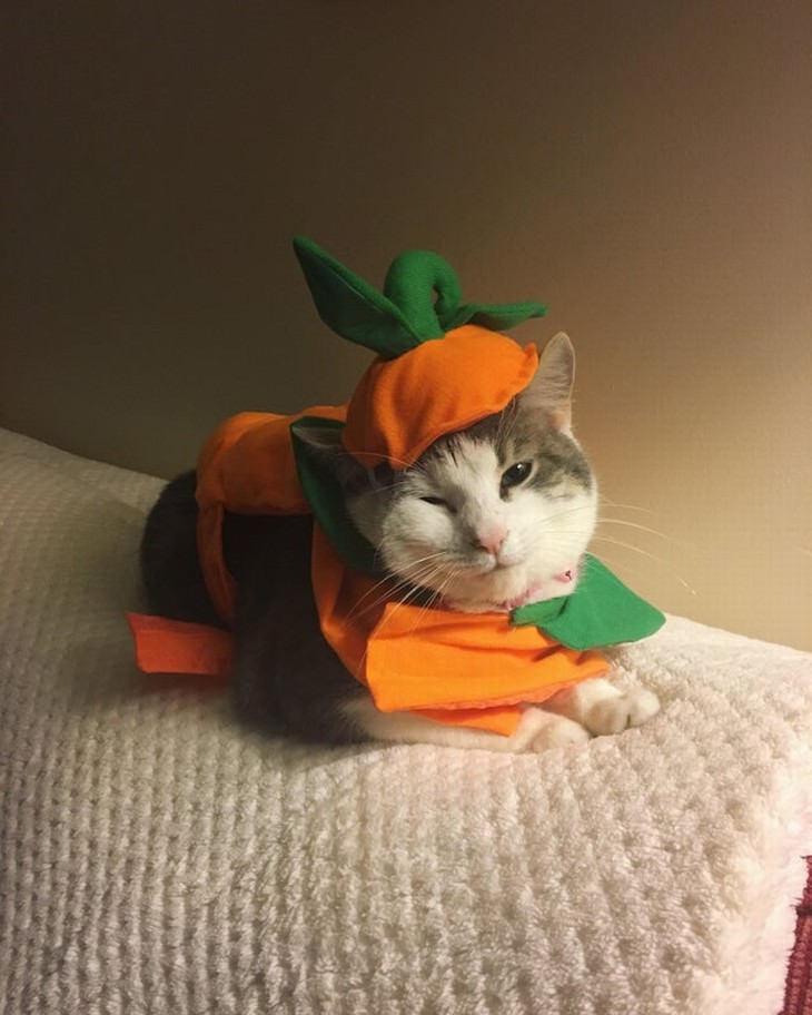 Photos of Pets Wearing the Cute Costumes cat pumpkin