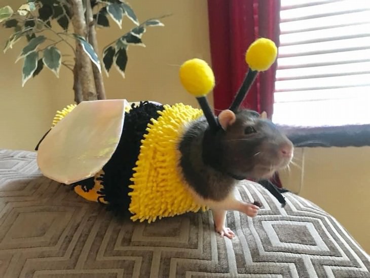 Photos of Pets Wearing the Cute Costumes bee rat
