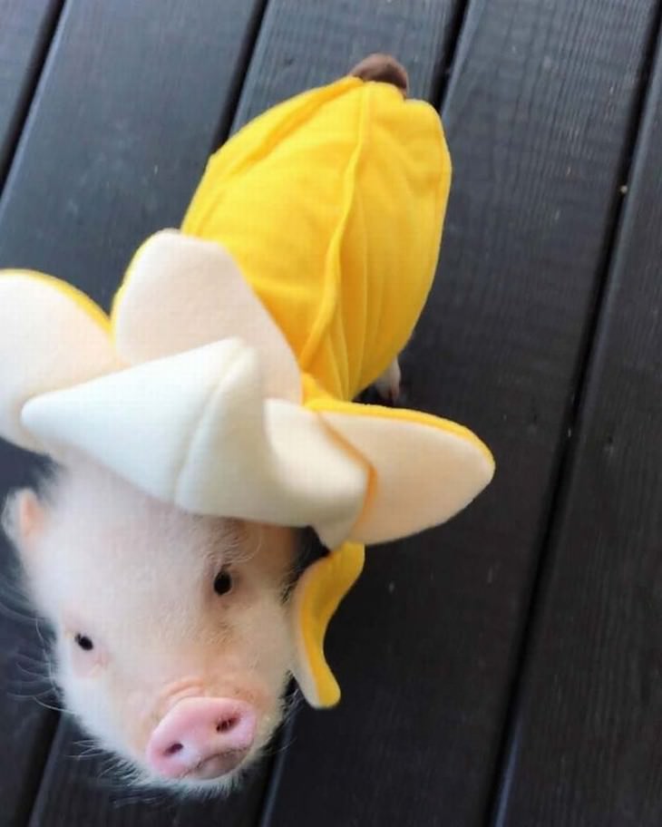 Photos of Pets Wearing the Cute Costumes banana piglet