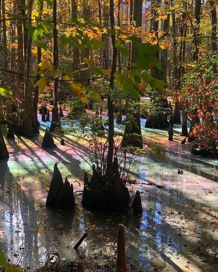optical illusions rainbow marsh