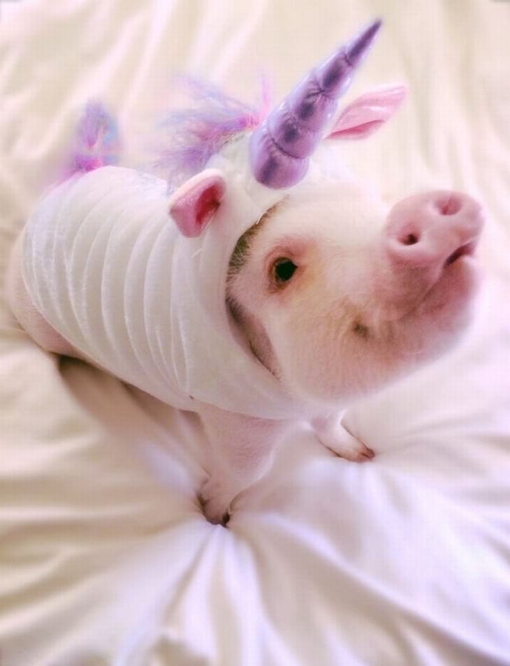 Photos of Pets Wearing the Cute Costumes piglet unicorn