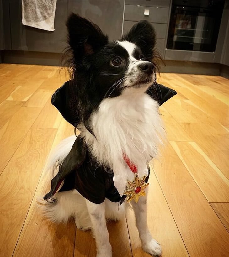 Photos of Pets Wearing the Cute Costumes dracula dog