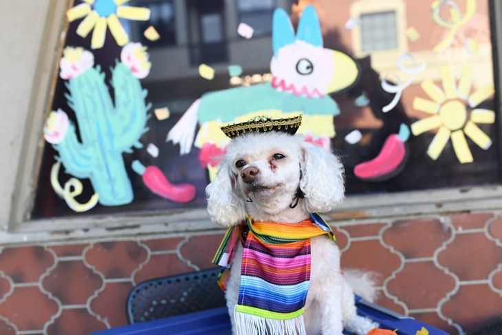 Photos of Pets Wearing the Cute Costumes poodle 
