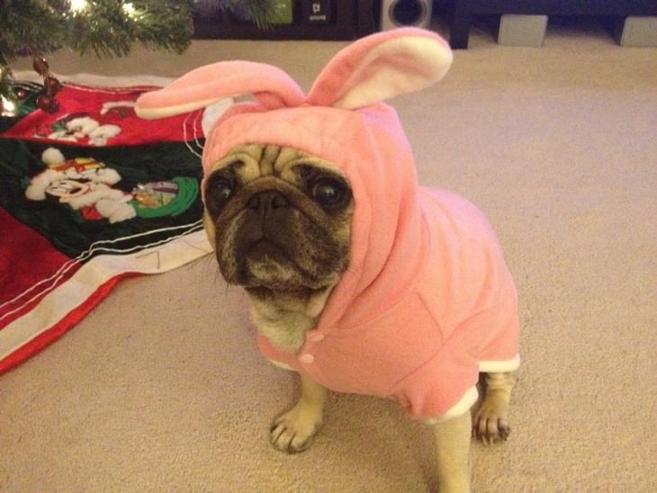 Photos of Pets Wearing the Cute Costumes bunny pug