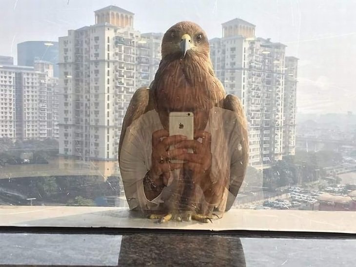 optical illusions falcon person selfie