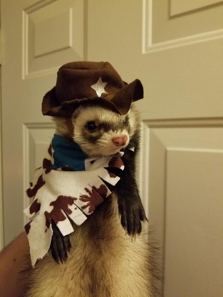 Photos of Pets Wearing the Cute Costumes ferret sheriff