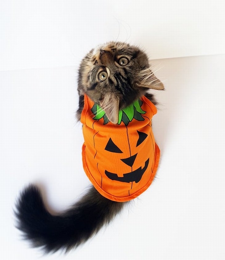 Photos of Pets Wearing the Cute Costumes cat Jack-o'-lantern