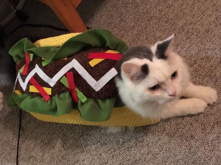 Photos of Pets Wearing the Cute Costumes taco cat