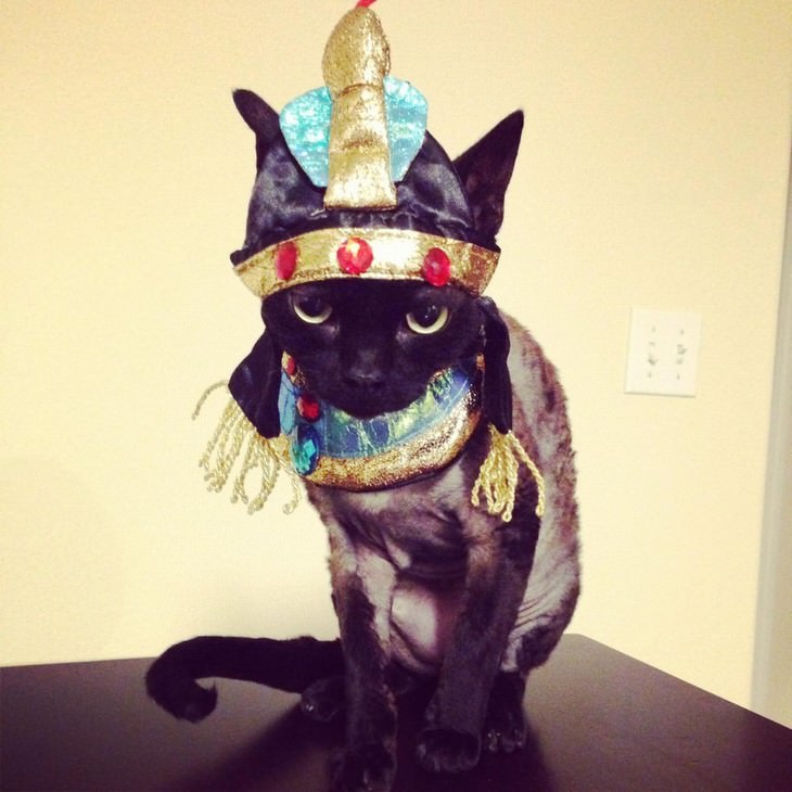 Photos of Pets Wearing the Cute Costumes cat pharaoh