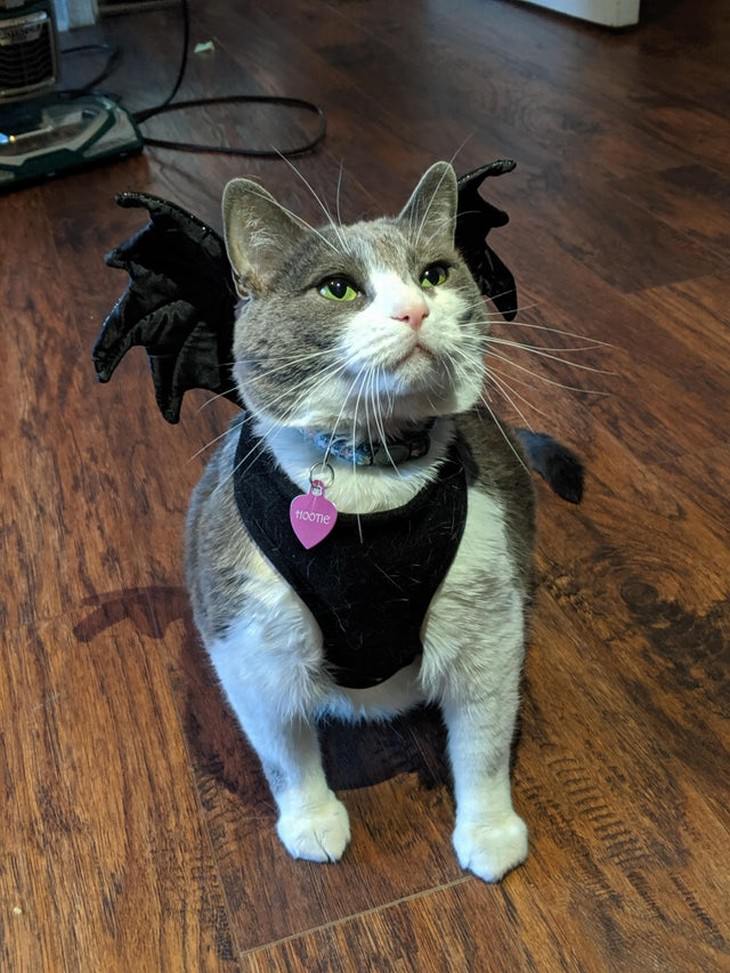 Photos of Pets Wearing the Cute Costumes bat cat