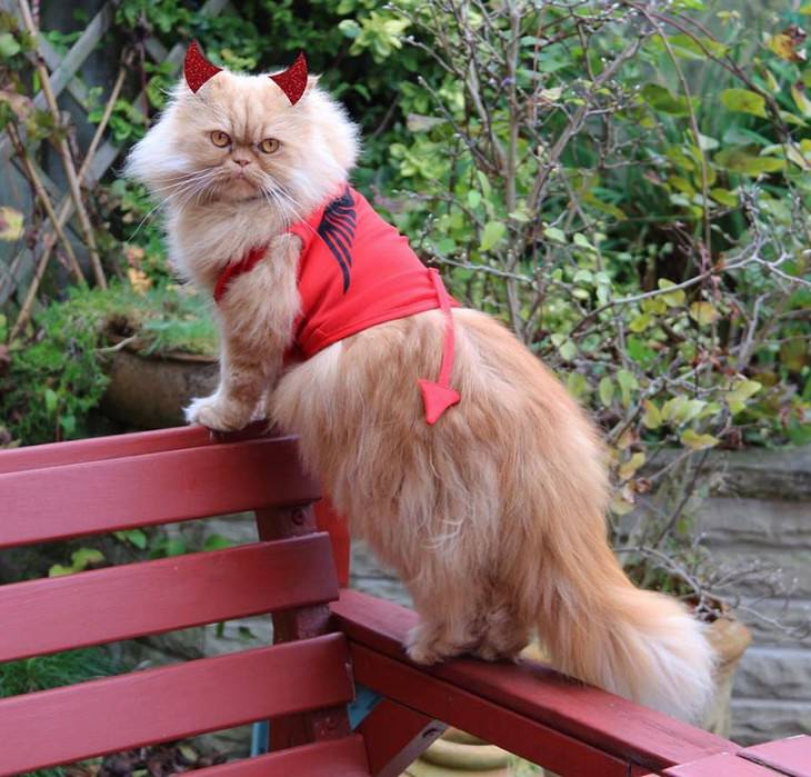 Photos of Pets Wearing the Cute Costumes cat devil