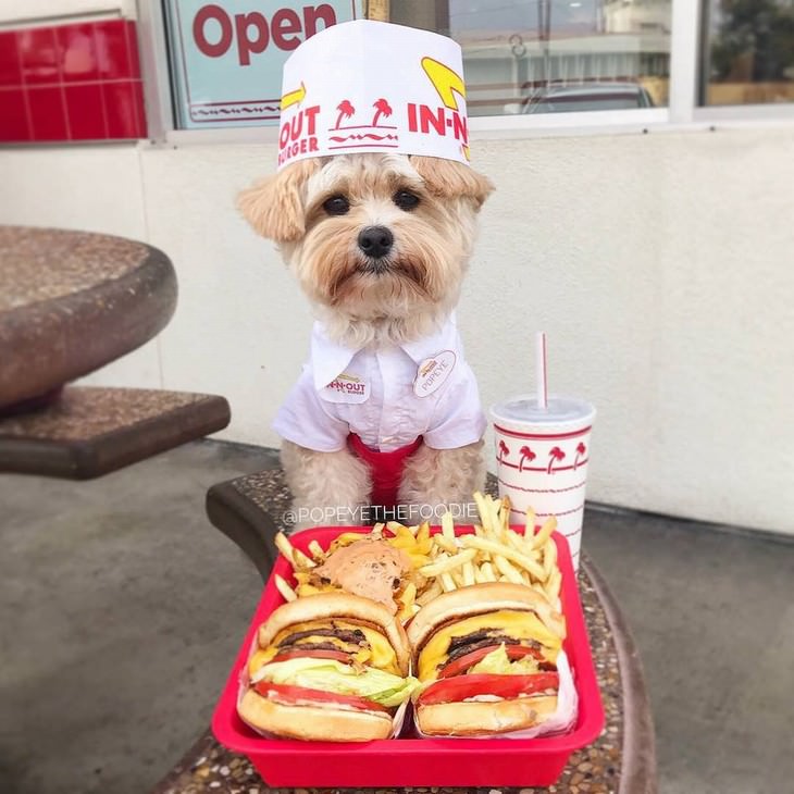 Photos of Pets Wearing the Cute Costumes waiter dog