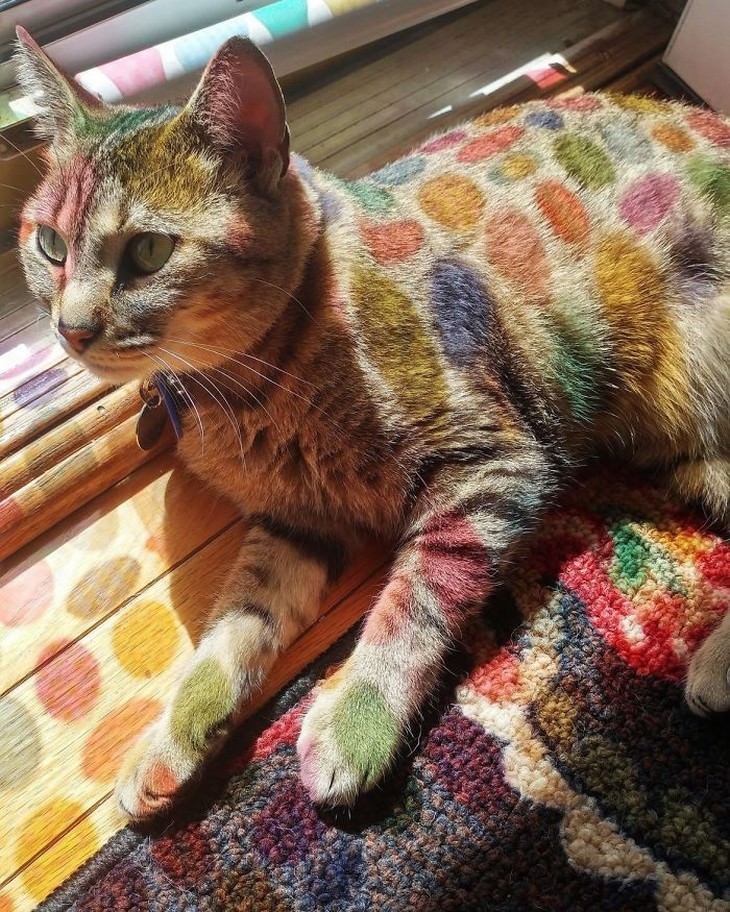 optical illusions rainbow leopard