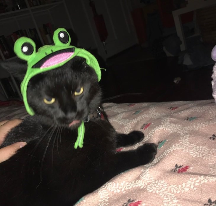 Photos of Pets Wearing the Cute Costumes cat frog