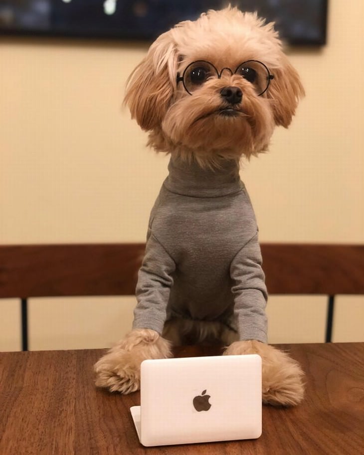 Photos of Pets Wearing the Cute Costumes dog Steve Jobs