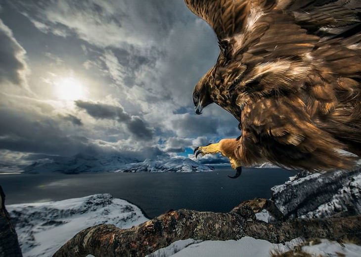 Wildlife Photographer of the Year Awards 2019 Audun Rikardsen