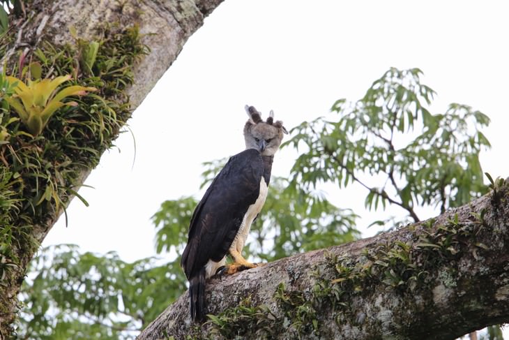 The Harpy Eagle on a tree