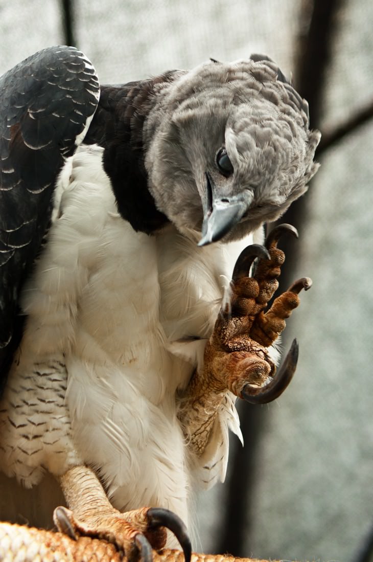 The Harpy Eagle claws