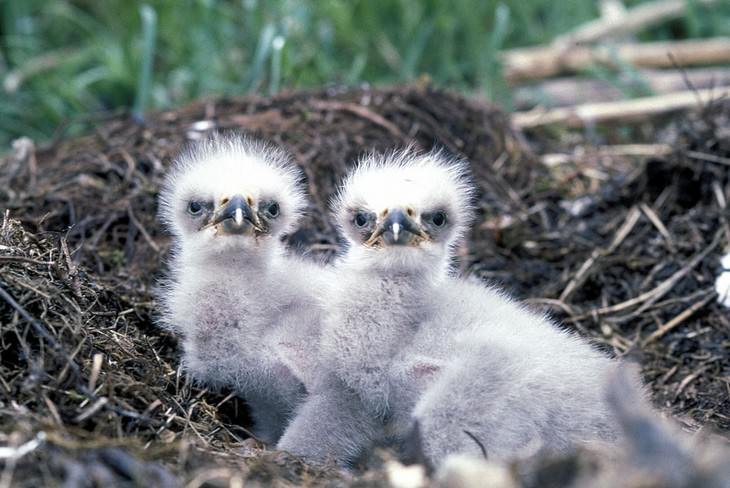 The Harpy Eagle chicks