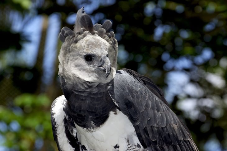 The Harpy Eagle adult full body shot